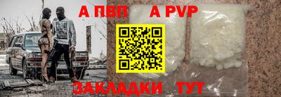 бошки Кингисепп