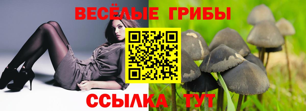 Будённовск  Галлюциногенные грибы Psilocybe  Вход с VPN 